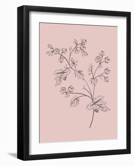 Phacelia Blush Pink Flower-Jasmine Woods-Framed Art Print
