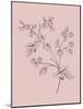 Phacelia Blush Pink Flower-Jasmine Woods-Mounted Art Print
