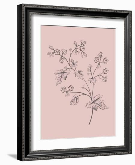 Phacelia Blush Pink Flower-Jasmine Woods-Framed Art Print