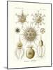 Phaeodaria, 1899-1904-null-Mounted Giclee Print