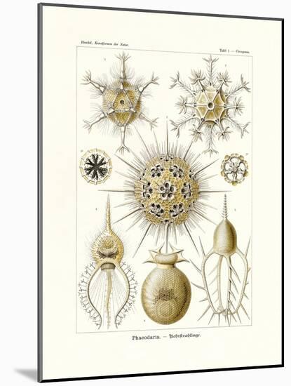 Phaeodaria, 1899-1904-null-Mounted Giclee Print