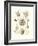 Phaeodaria, 1899-1904-null-Framed Giclee Print