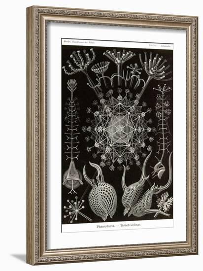 Phaeodaria Radiolarians-Ernst Haeckel-Framed Art Print