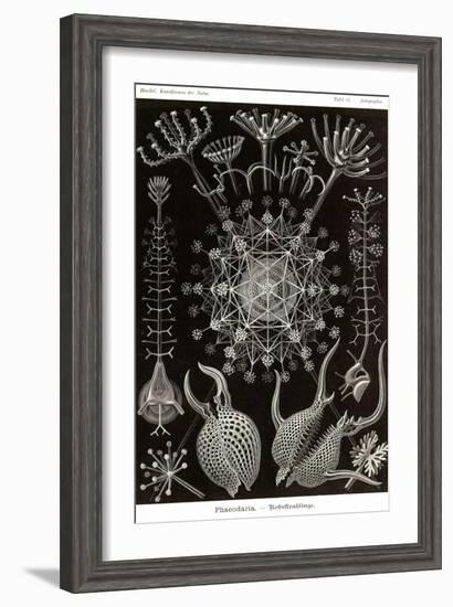 Phaeodaria Radiolarians-Ernst Haeckel-Framed Art Print