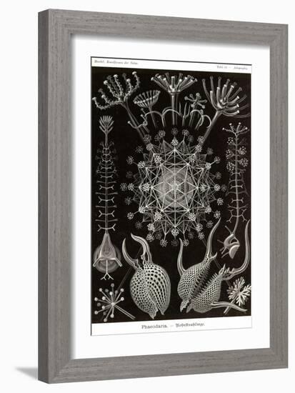 Phaeodaria Radiolarians-Ernst Haeckel-Framed Art Print