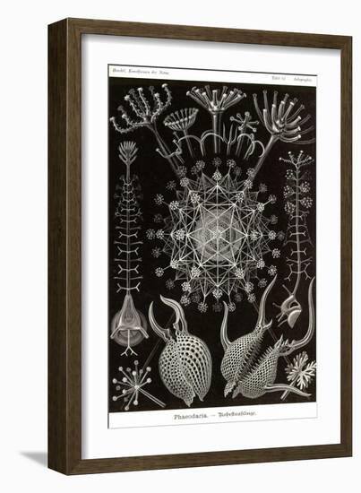 Phaeodaria Radiolarians-Ernst Haeckel-Framed Art Print