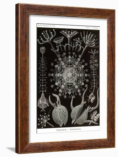 Phaeodaria Radiolarians-Ernst Haeckel-Framed Art Print