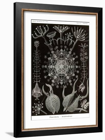 Phaeodaria Radiolarians-Ernst Haeckel-Framed Art Print