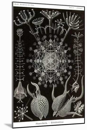 Phaeodaria Radiolarians-Ernst Haeckel-Mounted Art Print