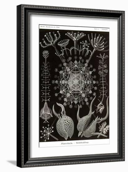 Phaeodaria Radiolarians-Ernst Haeckel-Framed Art Print