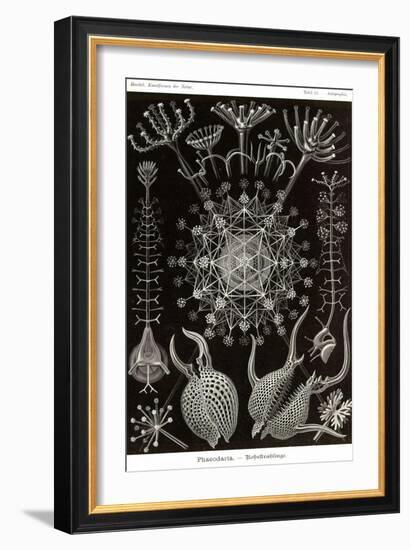 Phaeodaria Radiolarians-Ernst Haeckel-Framed Art Print