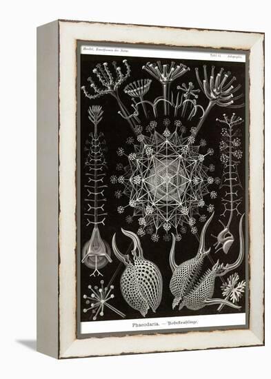 Phaeodaria Radiolarians-Ernst Haeckel-Framed Stretched Canvas