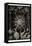 Phaeodaria Radiolarians-Ernst Haeckel-Framed Stretched Canvas