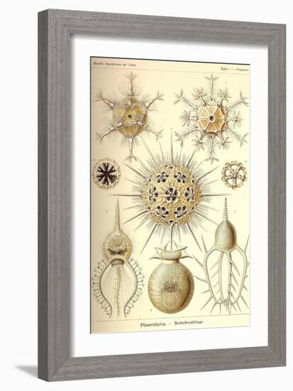 Phaeodaria Radiolarians-Ernst Haeckel-Framed Art Print