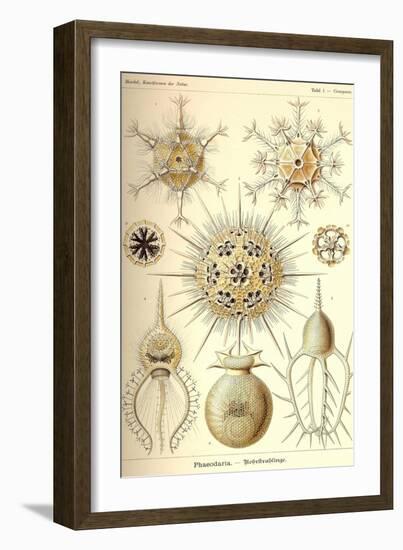 Phaeodaria Radiolarians-Ernst Haeckel-Framed Art Print