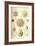 Phaeodaria Radiolarians-Ernst Haeckel-Framed Art Print