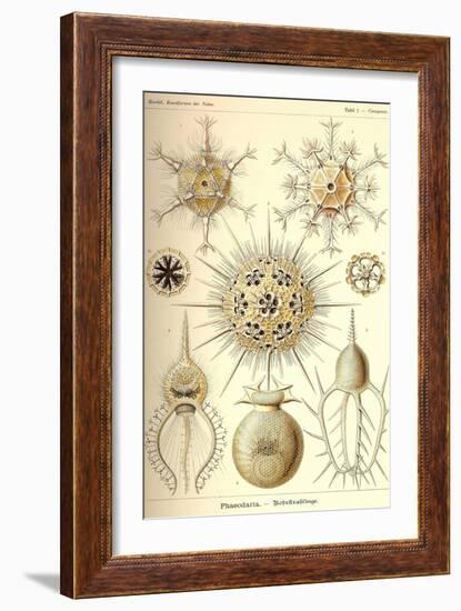 Phaeodaria Radiolarians-Ernst Haeckel-Framed Art Print