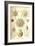 Phaeodaria Radiolarians-Ernst Haeckel-Framed Art Print