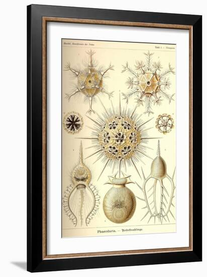 Phaeodaria Radiolarians-Ernst Haeckel-Framed Art Print