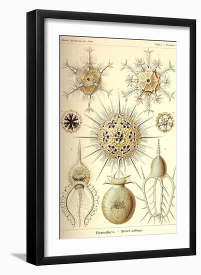 Phaeodaria Radiolarians-Ernst Haeckel-Framed Art Print