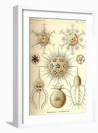 Phaeodaria Radiolarians-Ernst Haeckel-Framed Art Print