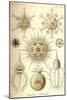 Phaeodaria Radiolarians-Ernst Haeckel-Mounted Art Print