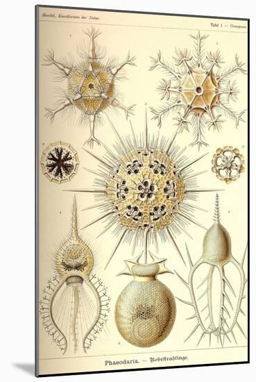 Phaeodaria Radiolarians-Ernst Haeckel-Mounted Art Print