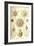 Phaeodaria Radiolarians-Ernst Haeckel-Framed Art Print