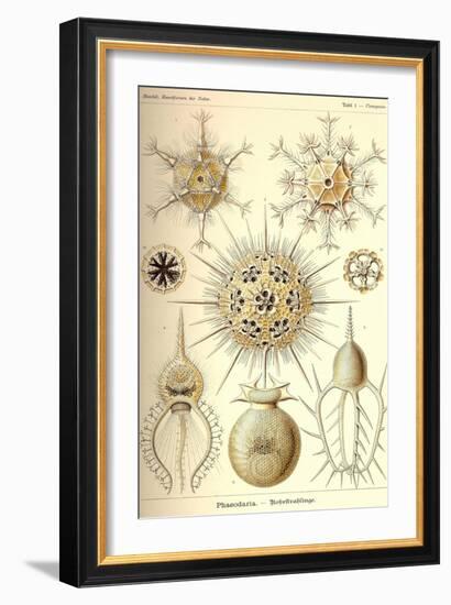 Phaeodaria Radiolarians-Ernst Haeckel-Framed Art Print