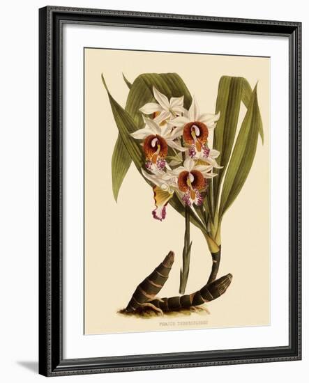 Phaius Tuberculosus-John Nugent Fitch-Framed Giclee Print