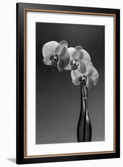 Phalaenopsis, 1998-Montclair Valentine-Framed Art Print