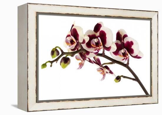 Phalaenopsis Bright Peacock-Fabio Petroni-Framed Premier Image Canvas