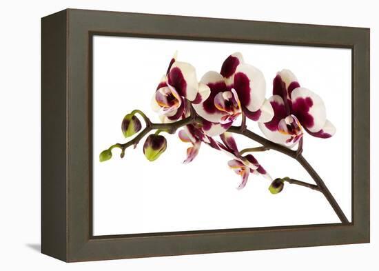 Phalaenopsis Bright Peacock-Fabio Petroni-Framed Premier Image Canvas