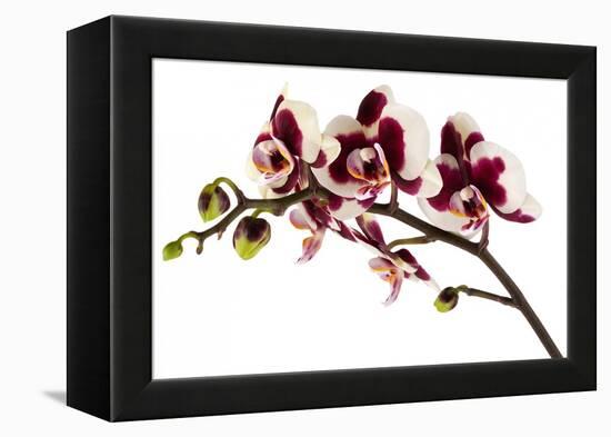 Phalaenopsis Bright Peacock-Fabio Petroni-Framed Premier Image Canvas