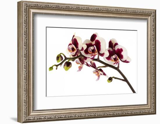 Phalaenopsis Bright Peacock-Fabio Petroni-Framed Photographic Print