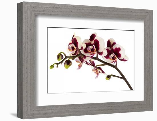 Phalaenopsis Bright Peacock-Fabio Petroni-Framed Photographic Print