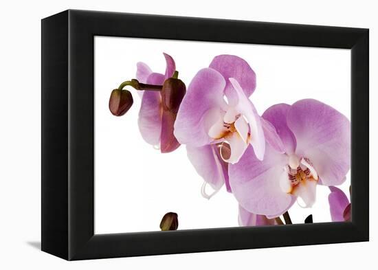 Phalaenopsis Hilo Pink1-Fabio Petroni-Framed Premier Image Canvas