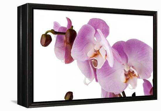 Phalaenopsis Hilo Pink1-Fabio Petroni-Framed Premier Image Canvas