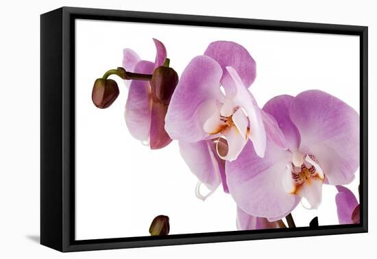 Phalaenopsis Hilo Pink1-Fabio Petroni-Framed Premier Image Canvas