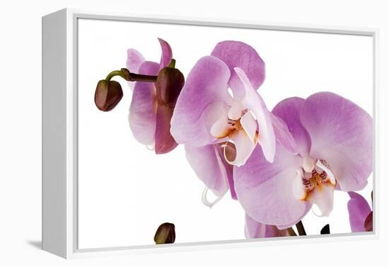 Phalaenopsis Hilo Pink1-Fabio Petroni-Framed Premier Image Canvas