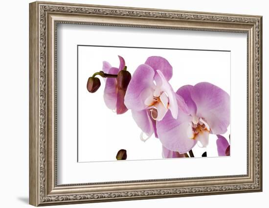 Phalaenopsis Hilo Pink1-Fabio Petroni-Framed Photographic Print