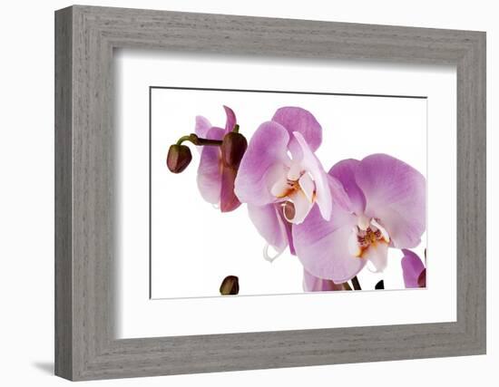 Phalaenopsis Hilo Pink1-Fabio Petroni-Framed Photographic Print