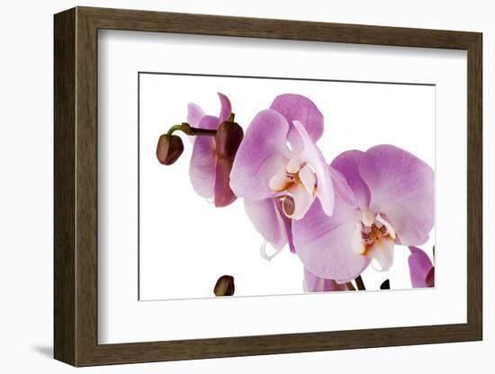 Phalaenopsis Hilo Pink1-Fabio Petroni-Framed Photographic Print