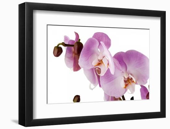 Phalaenopsis Hilo Pink1-Fabio Petroni-Framed Photographic Print