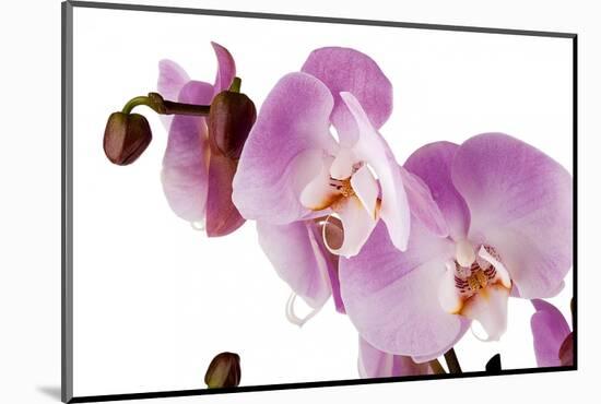 Phalaenopsis Hilo Pink1-Fabio Petroni-Mounted Photographic Print