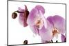 Phalaenopsis Hilo Pink1-Fabio Petroni-Mounted Photographic Print