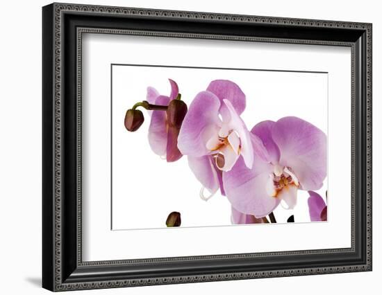 Phalaenopsis Hilo Pink1-Fabio Petroni-Framed Photographic Print