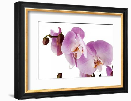 Phalaenopsis Hilo Pink1-Fabio Petroni-Framed Photographic Print