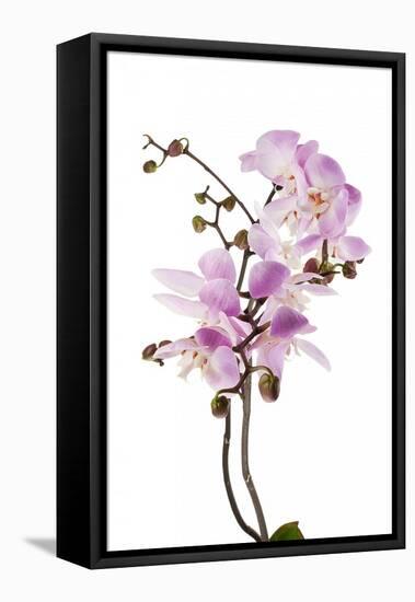 Phalaenopsis Hilo Pink2-Fabio Petroni-Framed Premier Image Canvas