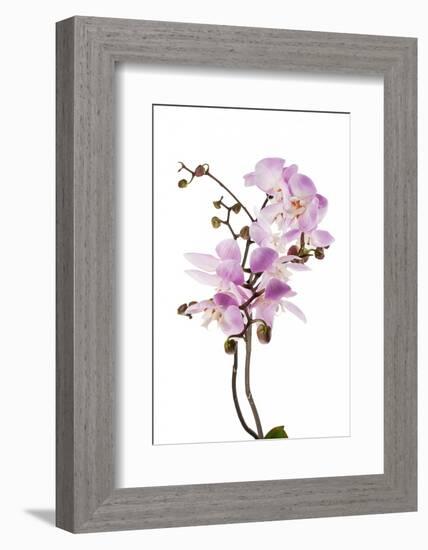 Phalaenopsis Hilo Pink2-Fabio Petroni-Framed Photographic Print